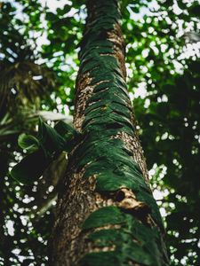 Preview wallpaper tree, trunk, leaves, plant