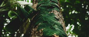 Preview wallpaper tree, trunk, leaves, plant