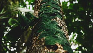 Preview wallpaper tree, trunk, leaves, plant