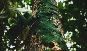 Preview wallpaper tree, trunk, leaves, plant