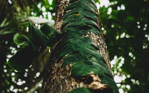 Preview wallpaper tree, trunk, leaves, plant