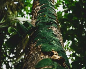 Preview wallpaper tree, trunk, leaves, plant