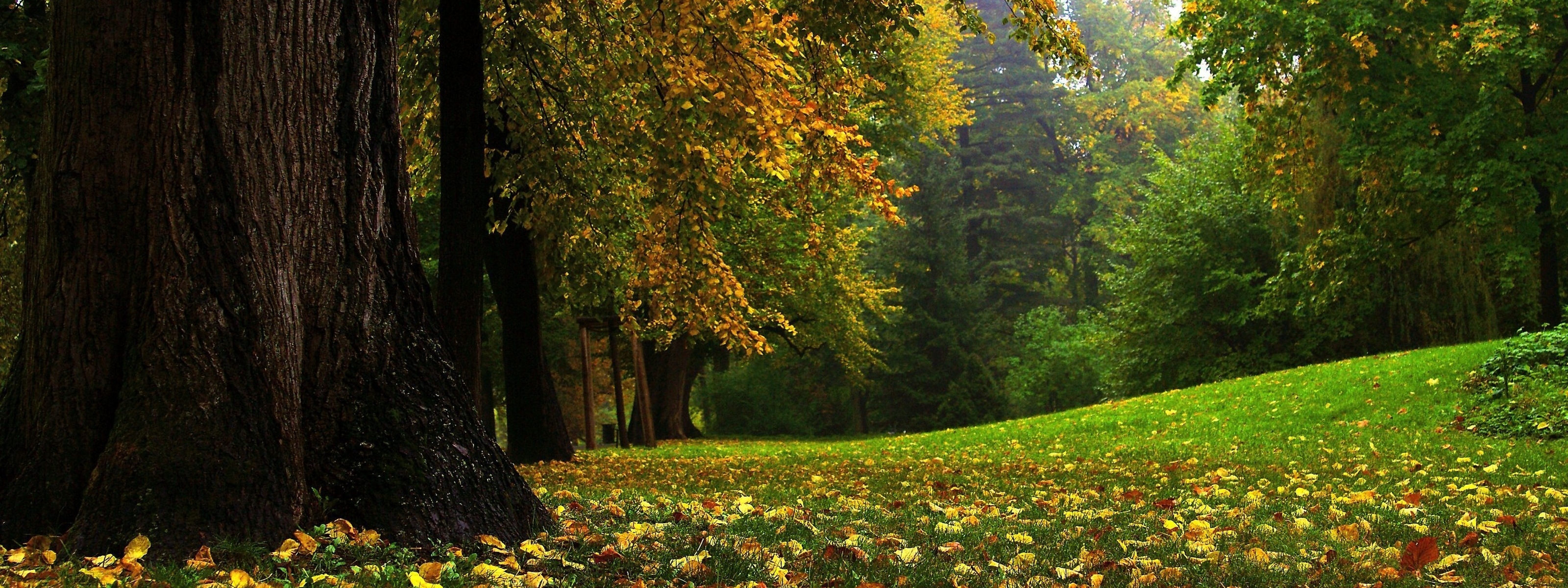 Download wallpaper 3200x1200 tree trunk mighty panorama september hd  background