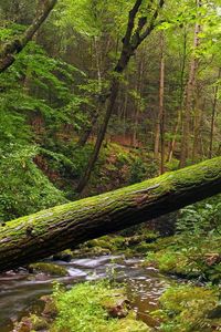 Preview wallpaper tree, trunk, moss, wood