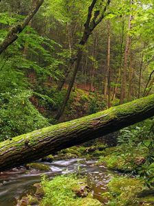 Preview wallpaper tree, trunk, moss, wood