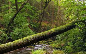 Preview wallpaper tree, trunk, moss, wood