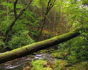 Preview wallpaper tree, trunk, moss, wood