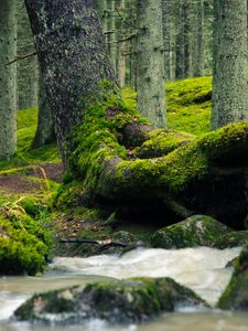 Preview wallpaper tree, trunk, moss, stream, nature