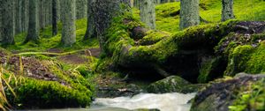 Preview wallpaper tree, trunk, moss, stream, nature