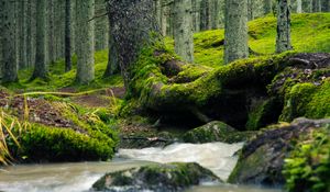 Preview wallpaper tree, trunk, moss, stream, nature