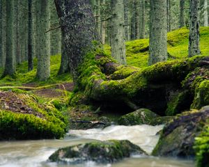 Preview wallpaper tree, trunk, moss, stream, nature