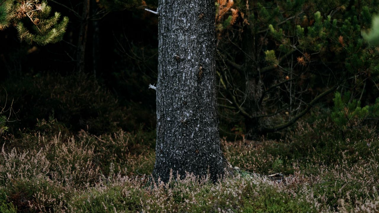 Wallpaper tree, trunk, pine, forest, grass