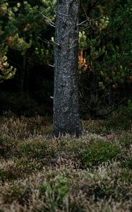 Preview wallpaper tree, trunk, pine, forest, grass