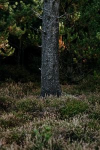 Preview wallpaper tree, trunk, pine, forest, grass