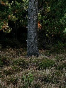 Preview wallpaper tree, trunk, pine, forest, grass