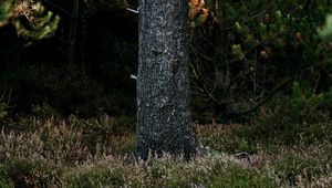 Preview wallpaper tree, trunk, pine, forest, grass