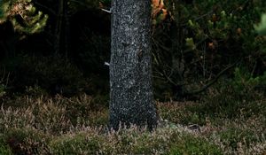 Preview wallpaper tree, trunk, pine, forest, grass