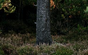 Preview wallpaper tree, trunk, pine, forest, grass