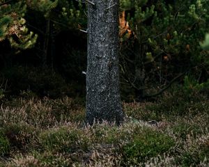 Preview wallpaper tree, trunk, pine, forest, grass