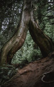 Preview wallpaper tree, trunk, roots, fern, forest