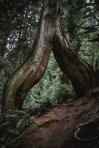 Preview wallpaper tree, trunk, roots, fern, forest