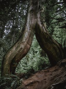 Preview wallpaper tree, trunk, roots, fern, forest