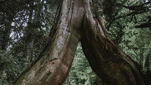 Preview wallpaper tree, trunk, roots, fern, forest