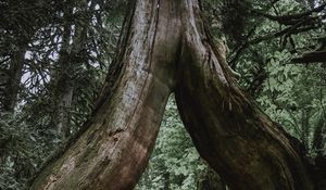 Preview wallpaper tree, trunk, roots, fern, forest