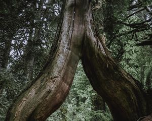 Preview wallpaper tree, trunk, roots, fern, forest