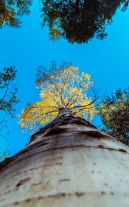 Preview wallpaper tree, trunk, sky, bottom view, branches