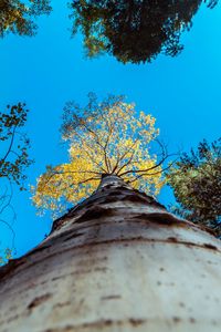 Preview wallpaper tree, trunk, sky, bottom view, branches