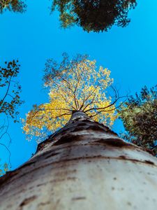 Preview wallpaper tree, trunk, sky, bottom view, branches