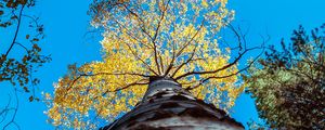 Preview wallpaper tree, trunk, sky, bottom view, branches