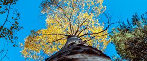 Preview wallpaper tree, trunk, sky, bottom view, branches