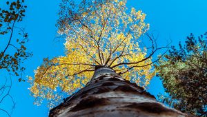 Preview wallpaper tree, trunk, sky, bottom view, branches