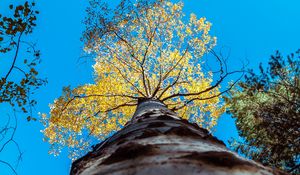 Preview wallpaper tree, trunk, sky, bottom view, branches