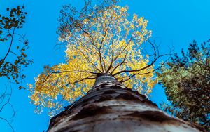 Preview wallpaper tree, trunk, sky, bottom view, branches