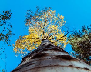 Preview wallpaper tree, trunk, sky, bottom view, branches