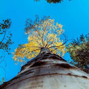 Preview wallpaper tree, trunk, sky, bottom view, branches