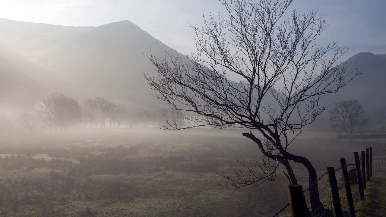 Wallpaper tree, trunk, twisting, fog, mountains, fence, protection, morning