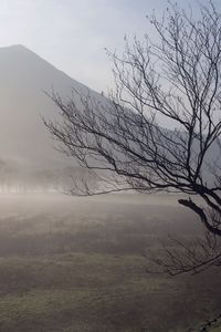 Preview wallpaper tree, trunk, twisting, fog, mountains, fence, protection, morning