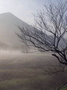 Preview wallpaper tree, trunk, twisting, fog, mountains, fence, protection, morning