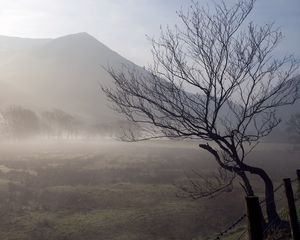 Preview wallpaper tree, trunk, twisting, fog, mountains, fence, protection, morning