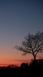 Preview wallpaper tree, twilight, dark, evening, bushes, outlines