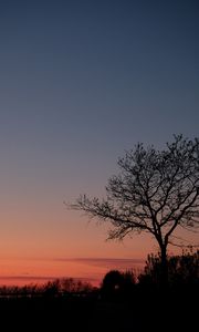 Preview wallpaper tree, twilight, dark, evening, bushes, outlines