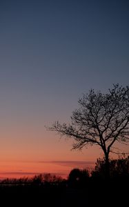 Preview wallpaper tree, twilight, dark, evening, bushes, outlines