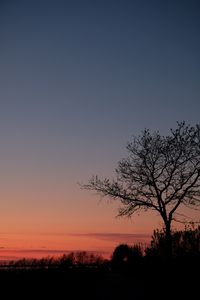 Preview wallpaper tree, twilight, dark, evening, bushes, outlines