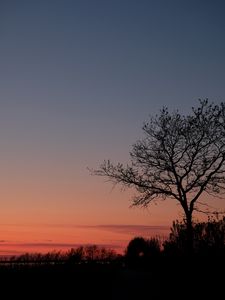 Preview wallpaper tree, twilight, dark, evening, bushes, outlines