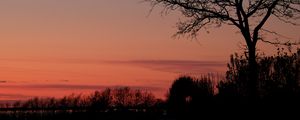 Preview wallpaper tree, twilight, dark, evening, bushes, outlines