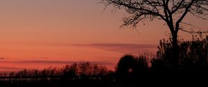 Preview wallpaper tree, twilight, dark, evening, bushes, outlines